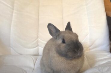 Does anyone know what is happening to my BunBun?