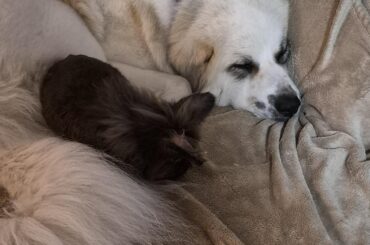 Rest in peace, old man Buttons