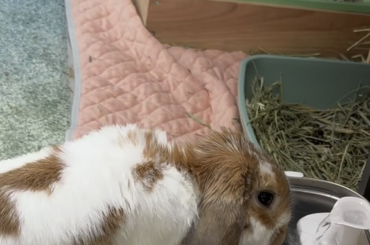My bunny