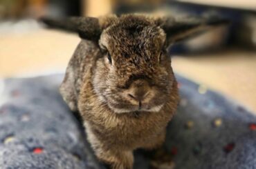 Can you guess why we call him T?