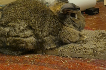 I've been getting Kinoko used to noise by playing Markiplier on the TV and she's doing great.