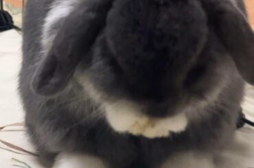 Freya ❤️ there’s just something about rabbits grooming themselves 🥰 I can’t get enough of it