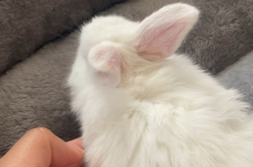 Mini Rex?