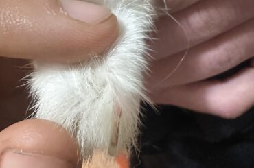 Nail question - strange nail