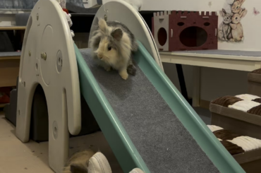 You wanted to see if our bunnies use the slide