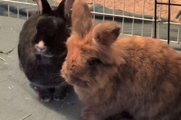 What do you guys use for sore hocks?