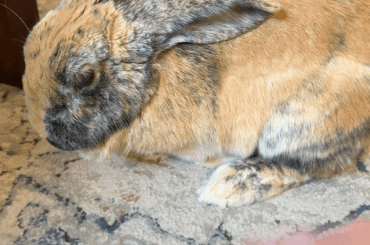 Kuro likes to tapdance while getting pets