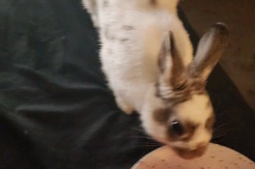 Sharing a snack with the plum