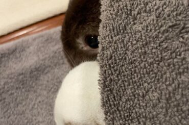 why do u look like puffles from club penguin
