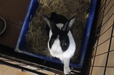 15 more minutes till I can see our bun after surgery (spaying)