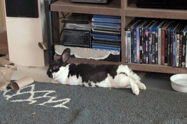 Rabbitry advice vs online advice for rabbit care