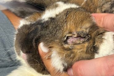 Rough month for Coco