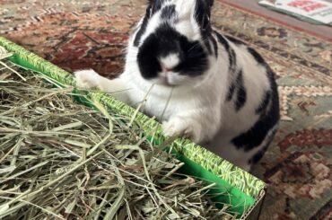 two paws up at the all you can eat bunffet