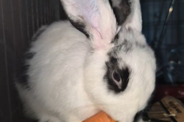 Just 2 and a half minutes of Oreo eating his favourite thing in the world and then saying hello, my 1.6kg 4-5 month old baby bun