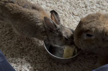 More Nanner sharing