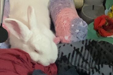 i just really wanted to share with someone my new bunny