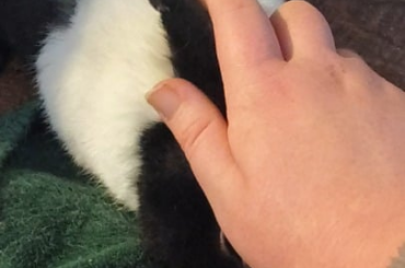 Is this an attention thump?