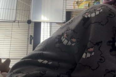 POV: You Are Your Bun’s Enrichment
