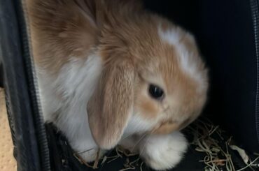Questions about new bunny
