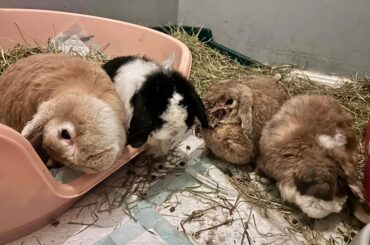 [Help] Our Rabbit Rescue is at a breaking point. £12k needed for mounting vet bills and housing upgrades.