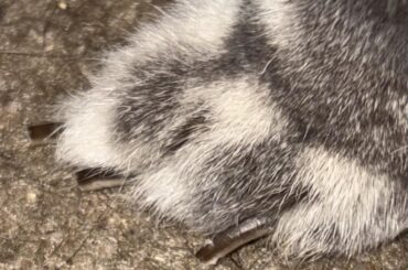 Have I trimmed her nails enough?
