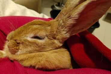 I wanted to foster but now I don’t think I can let her go