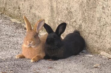 Picture perfect loafs
