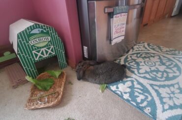 You have a whole house to roam....