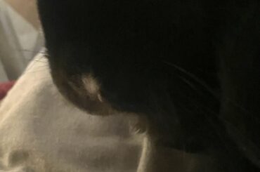 we must find the criminal that chewed this wire