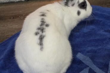 Any idea what breed he is?