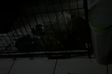 Buggy bedtime