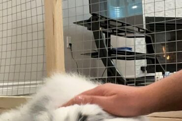 What’s going to happen if I stop petting him..? 😟🤨