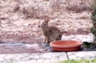 Never saw one of my wild bunnies so relaxed to do this! Didn't last long but oh so cute