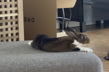 Happy lazy Sunday from Ziggy 💘