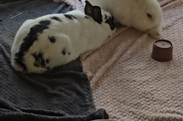 Butt Snack ✅️ Lick Friend/Foot ✅️ Flop Dramatically✅️