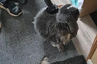 Persephone has decided to blow her winter coat early. We have a solution.