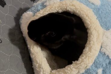 This is Herbie. He's getting real close to being a foster fail.