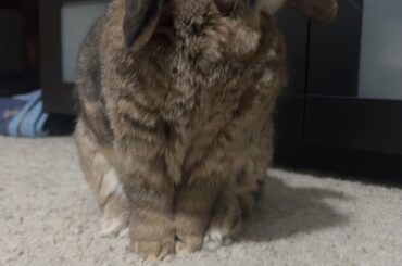 Destructive Bun!!