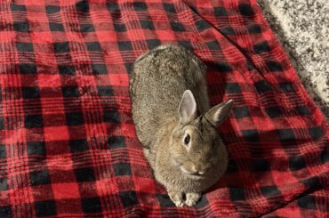 Advice for 2nd bunny