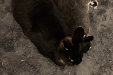 Just moved to a new home and the rabbits are enjoying themselves