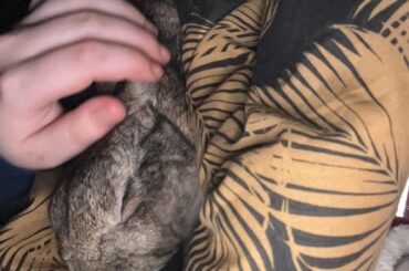 “hOw dO yOu sLeEp nExT tO a rAbBiT eVeRy nIgHt?!?” Ummm very soundly 🫶🏻