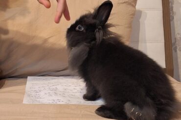 Lionhead Bunny age