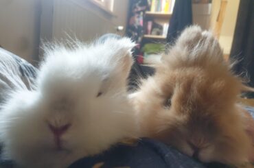 Kivan and Alora are here to fluff up your day 🥰