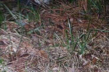 My ex and their partner found a dumped bunny