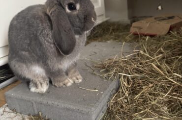 Emotional support tile