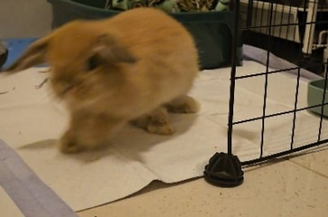 Miso doesn't know the meaning of personal. Space 🧡