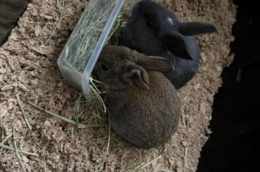 bunnies