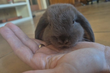 Introducing our first Rabbit, Barnaby
