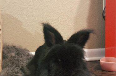 lionhead and water fountain?