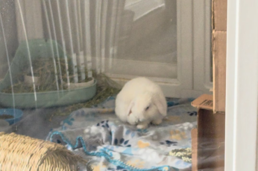 Bunny flicked off in irritation because of an ear infection